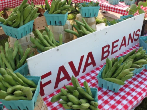 Stephen Specca Farms