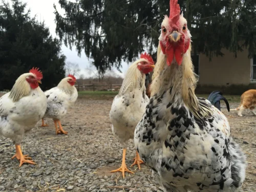 The Basics of Raising Backyard Hens in the Suburbs