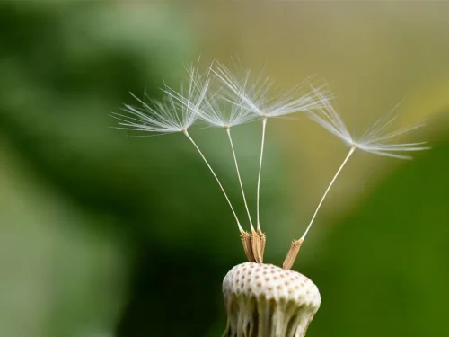 Kids in the Garden: Seed Superpowers!