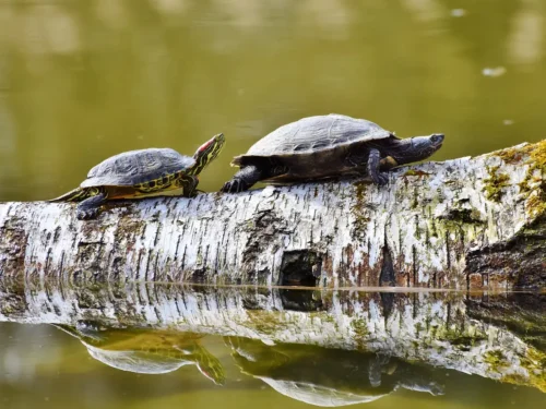 Let’s “Shellebrate” Turtles: Eggs, Predators and Life Cycle