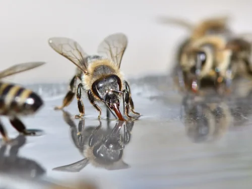 Make Your Own Bee Waterer!