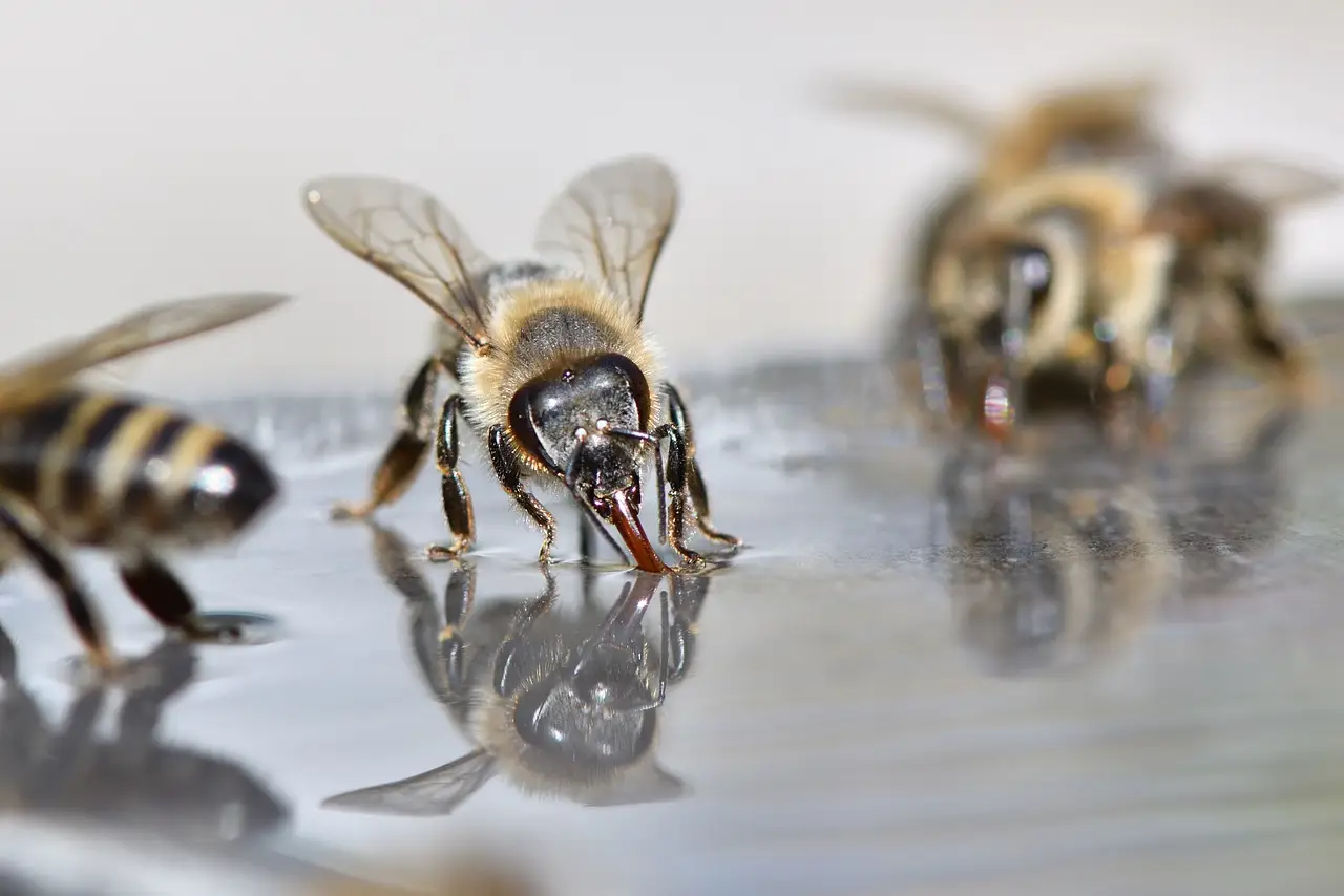honeybees drinking water