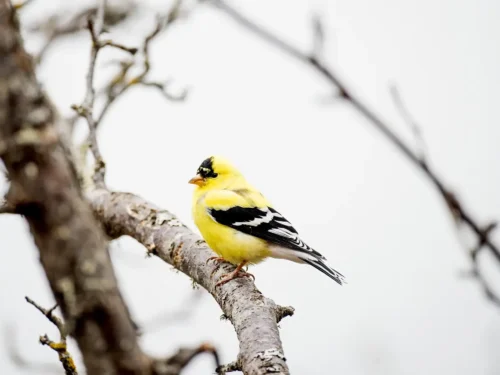 Kids in the Garden: Lucky Yellow Goldfinch