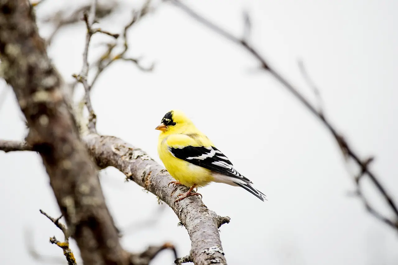 goldfinch on a branch