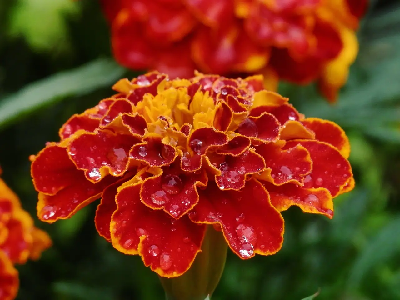 deep orange marigold flower