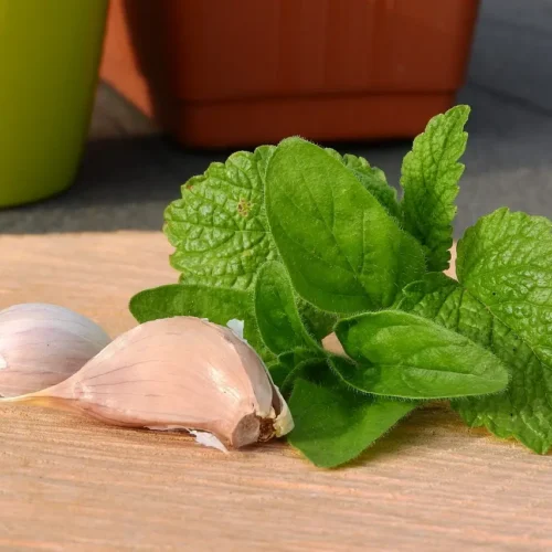 Lemon Balm and Marjoram Pesto