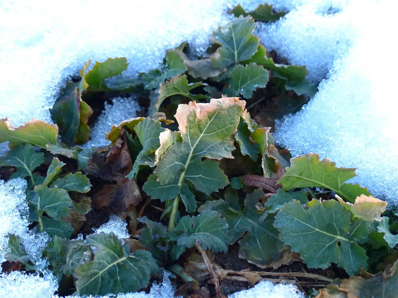 winter crops in snow