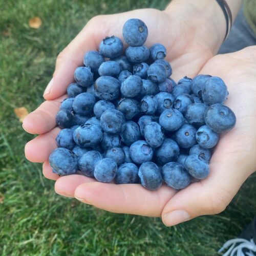 blueberries