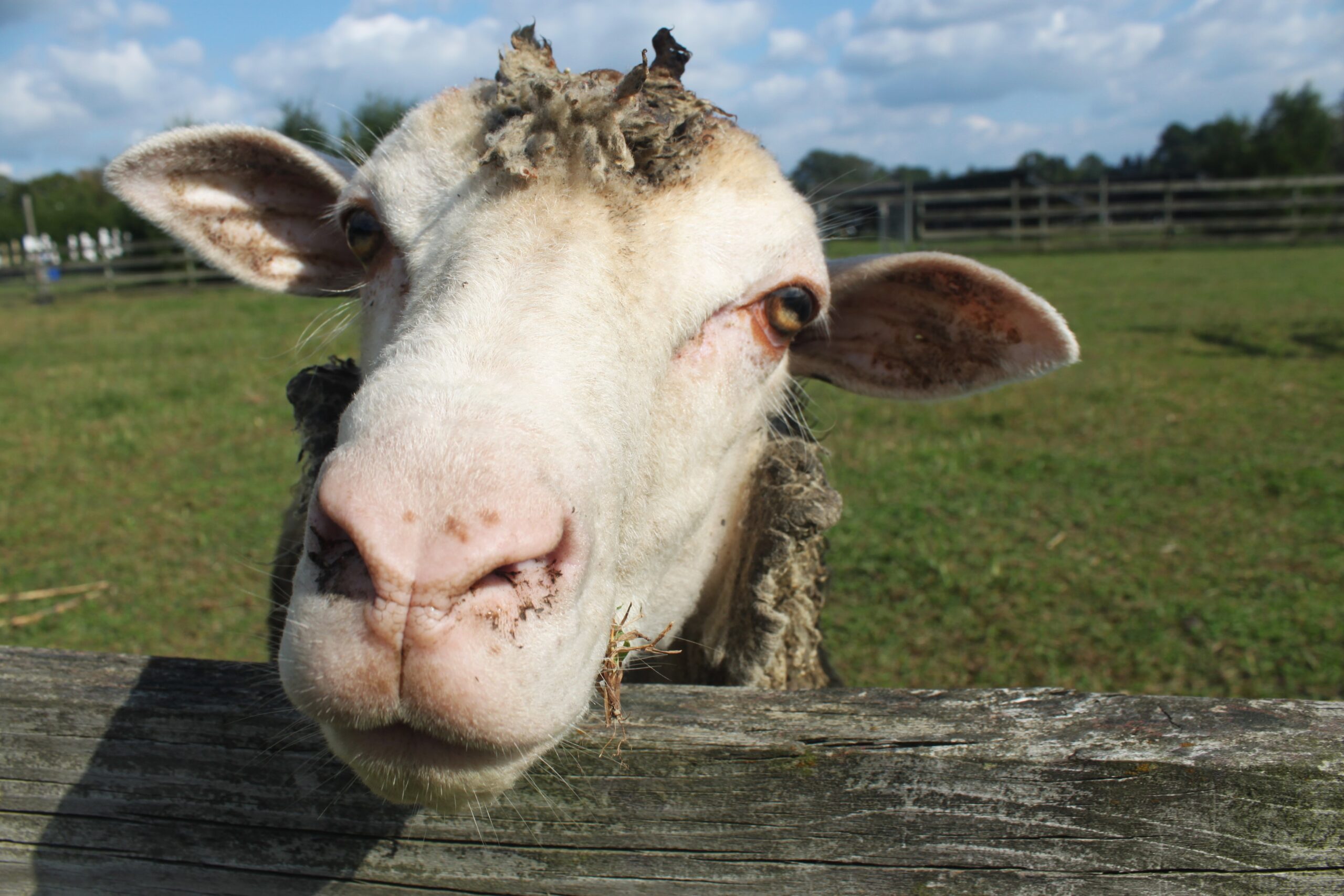 Black Sheep Farm