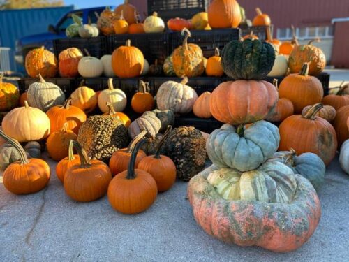 For the Love of Squash!