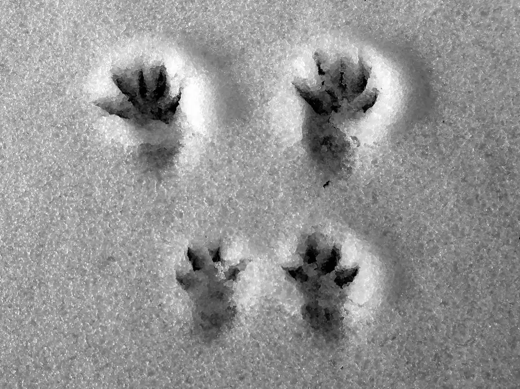 animal tracks in the snow