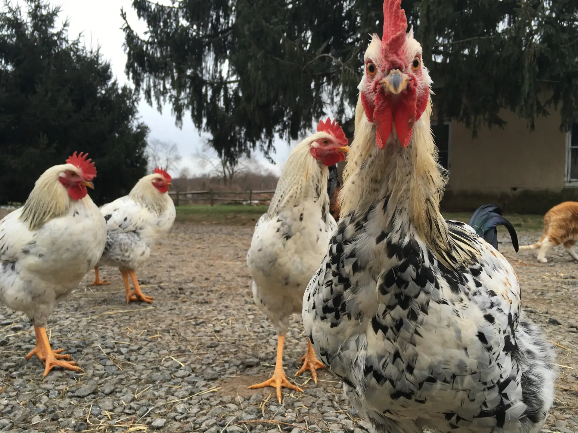 black and white chickens