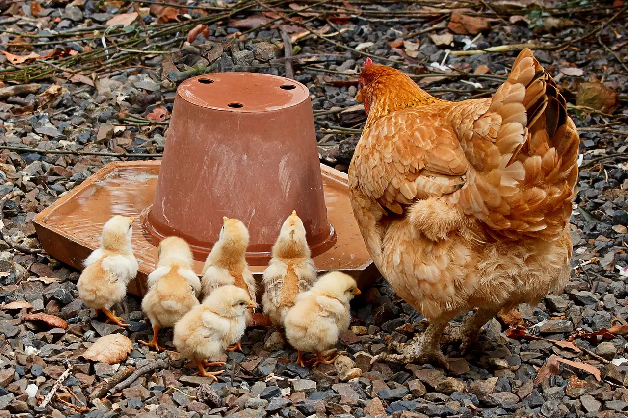 Hen with chicks