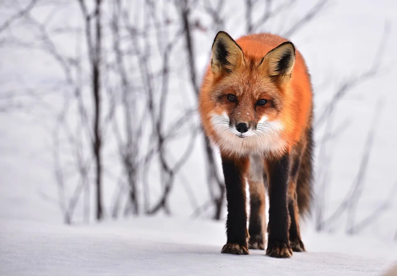 red fox on white snow