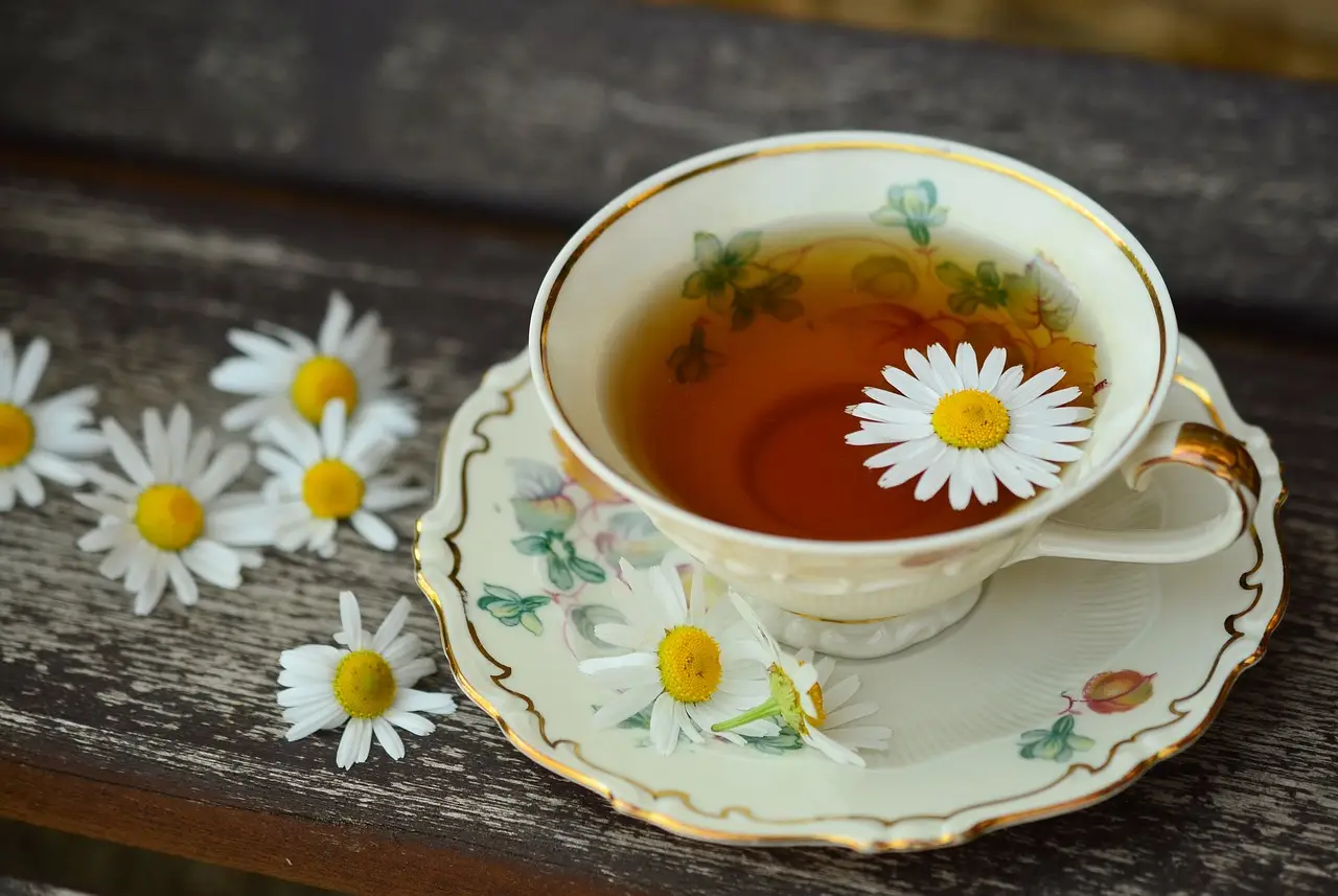 daisy in a teacup